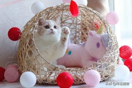 猫咪突然喜欢舔墙壁 猫为什么老是舔墙角