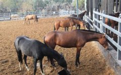 世界上最长寿的大象