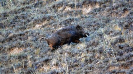 我们的大象是谁?