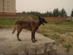 比格猎犬的介绍比格犬是猎兔犬吗？