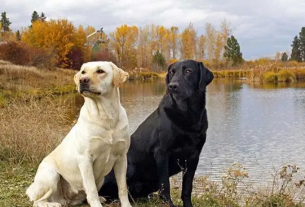 比格猎犬的介绍 比格犬是猎兔犬吗？