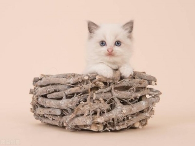 小猫携带猫瘟病毒可以治好吗？