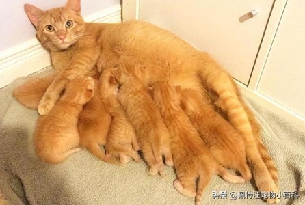 小猫携带猫瘟病毒可以治好吗？