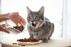 猫咪突然食欲不振拉软便办？猫咪食欲不好拉软便