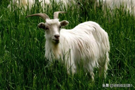 猫咪突然食欲不振拉软便怎么办?猫咪食欲不好拉软便