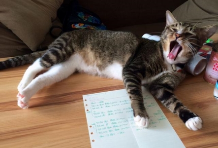 猫的观水症后能活多长时间