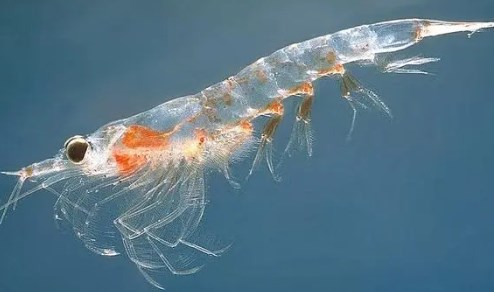 海参和虾能一起吃吗？能同食营养价值更丰富