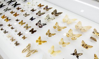 蝴蝶的生长过程顺序