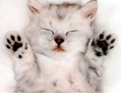 抱猫的三种正确姿势，让撸猫更有技巧，铲屎官免于被猫咪抓伤！ 抱猫猫怎么抱