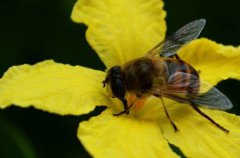 最早发生性行为的动物