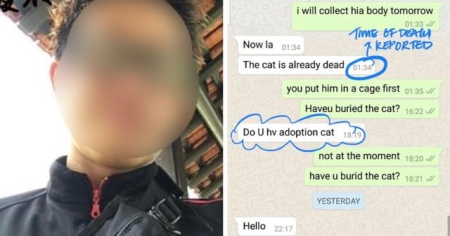 虎斑猫与银渐层杂交可以吗？