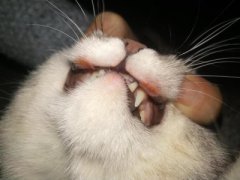 捡到流浪猫之后处理？捡到流浪猫是什么预兆
