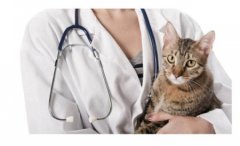 猫种马尾病医治