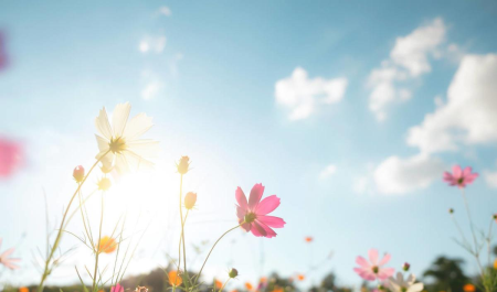 趣知识：压榨后的花生油怎么精炼压榨油和浸出油
