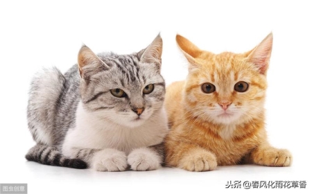 橘猫一直睡觉是生病吗？