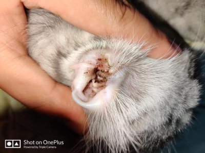 萌翻了！盘点猫咪常见的10种睡姿，你觉得哪种最可爱？