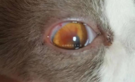 萌翻了！盘点猫咪常见的10种睡姿，你觉得哪种最可爱？