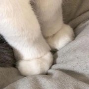 一些流浪猫都是狸花猫？流浪猫很少有品种猫？真相有这些