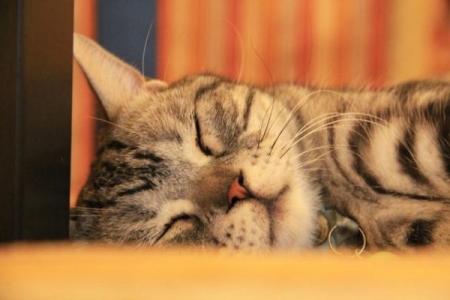 猫咪的胡须是一种特殊的感觉器官！关于猫咪胡子的5个小未解之谜