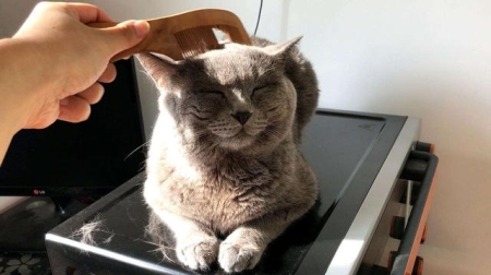 猫有抑郁症吗？