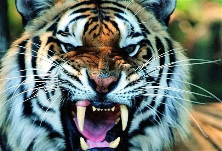 在野外遇到老虎该如何提高生存几率？民警单手制服老虎