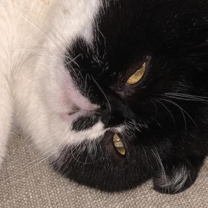 如何杜绝猫爬床上