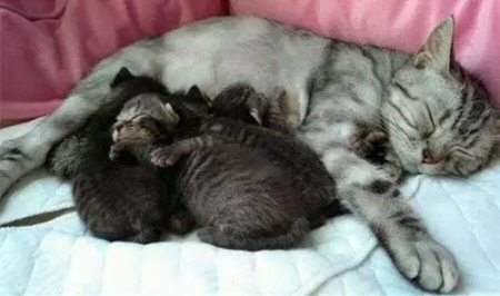 猫咪产前有什么征兆？阐述猫咪生产前的征兆