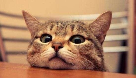 最粘人的6种猫咪，可爱又好看，都恨不得长在你身上