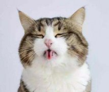 猫猫有病看的出来