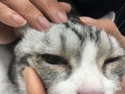猫猫有病怎么看的出来