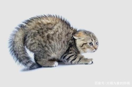 猫要怎么选才能捉老鼠厉害