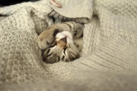 猫要怎么选才能捉老鼠厉害