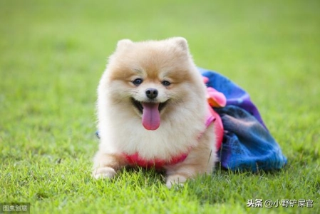 狗狗黄色尿液可能意味着什么？还可能是肝脏问题的警示