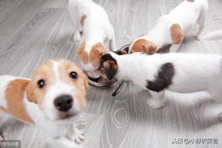 什么情况可以自己在家给猫拆线？猫咪自己把线拆了