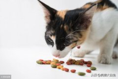 铲屎官路遇流浪小猫后欲收养，幸运学会三点方法后顺利将猫拐回家？流浪猫养？