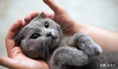 猫咪假死症状