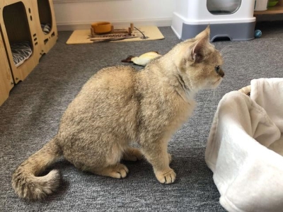 猫咪麒麟尾是咋回事？恭喜你，好运上门了！ 猫怎么样才算麒麟尾