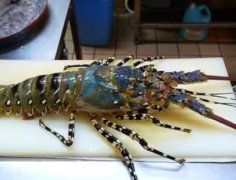 龙虾一定要排尿吗？对龙虾进行排尿处理更鲜美