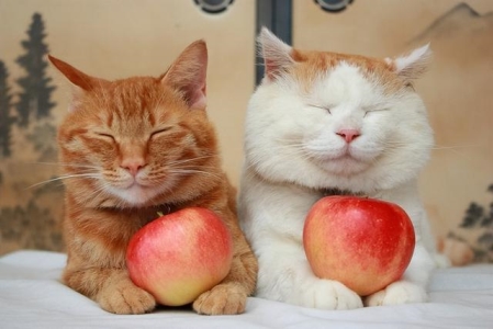 猫瘟第三天是关键时期吗？