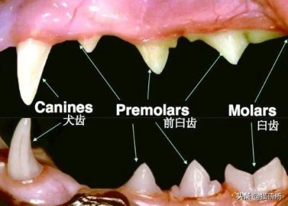 什么猫咪比较好养？这五种猫咪最好养，你们家猫上榜了吗？