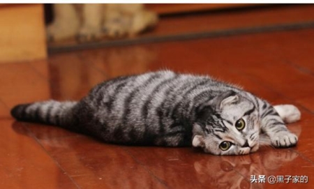 猫咪得了肝炎怎么办?猫肝炎的病因有哪些?找准病因,及时医治才是关键