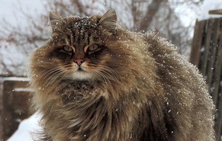 猫咪得了肝炎怎么办?猫肝炎的病因有哪些?找准病因,及时医治才是关键