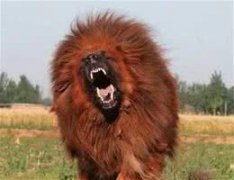 我家泰迪犬一直在发抖这7大真相，瞅瞅你家