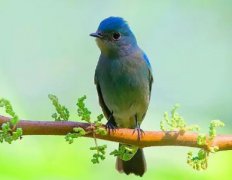 世界上翅膀最长的鸟