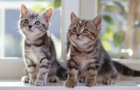 英短蓝猫容易生病吗?