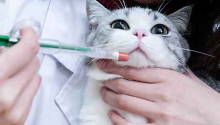 长期接触猫会得病吗？