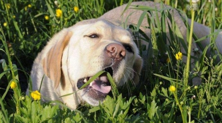 拉布拉多犬超详细托运流程步骤 拉布拉多可以飞机托运吗？