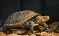 最大的乌龟世界上最大的乌龟