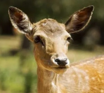 地球上最长的蛇地球上最长的蛇有多
