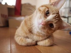 猫得了脚气？猫藓办？医治猫咪脚气的方法